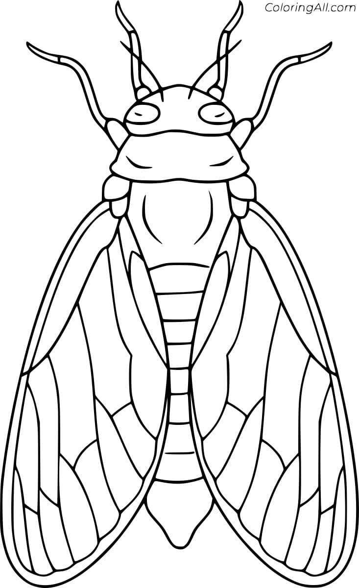 Cicada Sample Picture