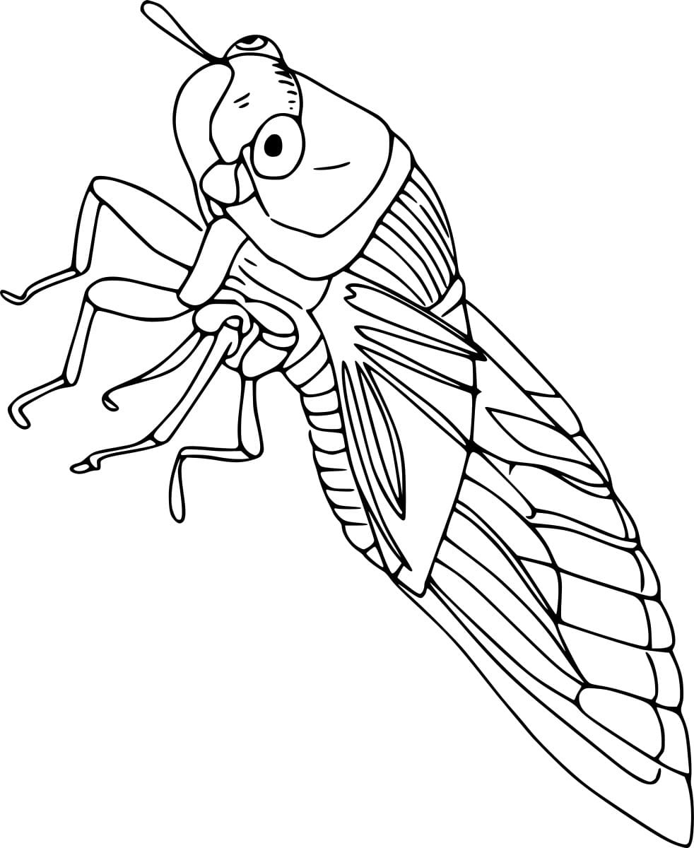 Cicada Sideways