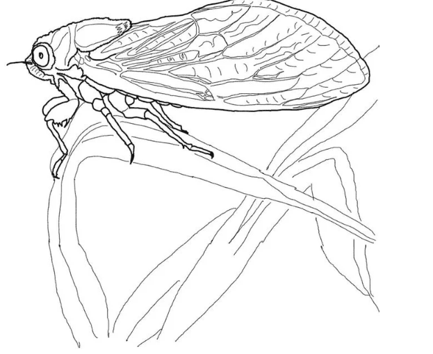 Cicada Sits on Tree Stem Image