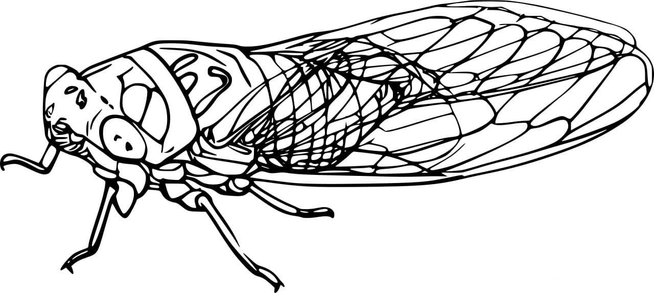 Cicada Slough Image
