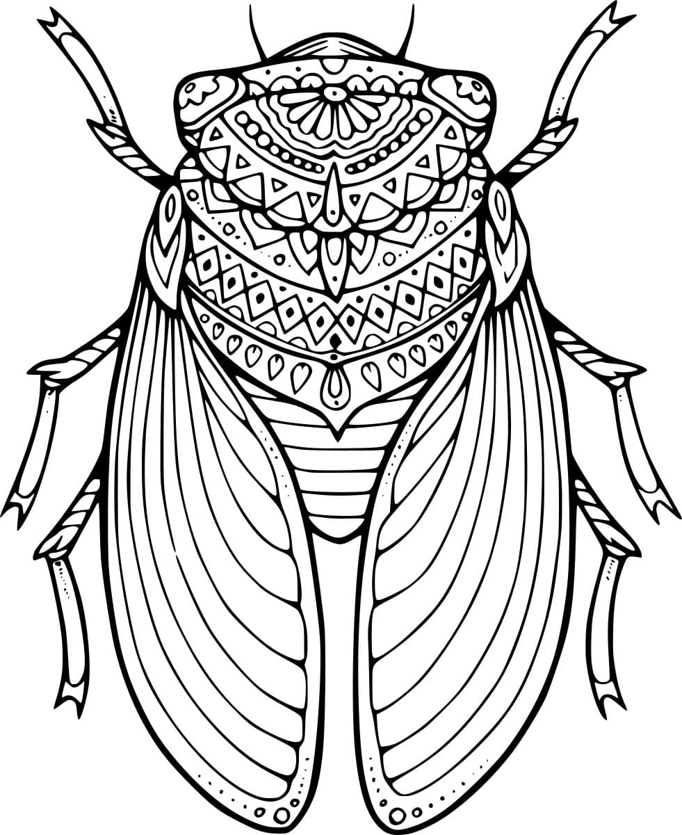 Cicada Zentangle Image