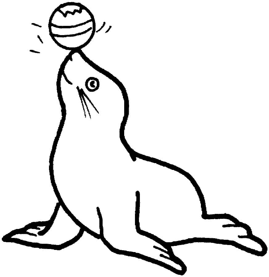 Circus Seal Image Coloring Page