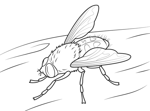 Cluster Fly Image Coloring Page