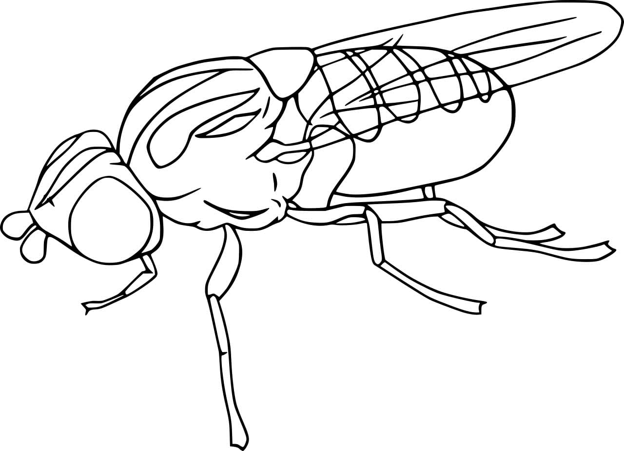 Cluster Fly Coloring Page