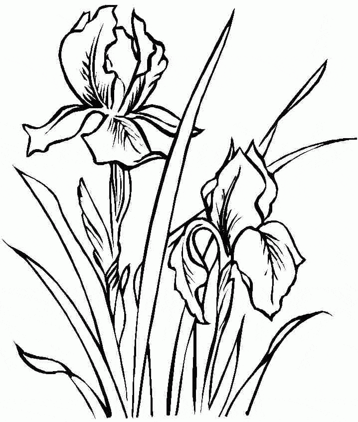 Color Iris