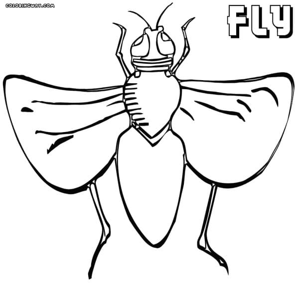 Coloring The Head Of An Insect Coloring Page
