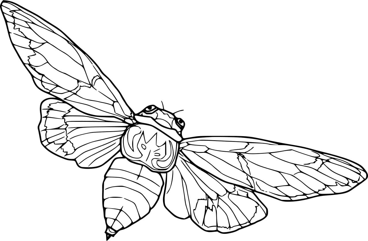 Common Cicada Image
