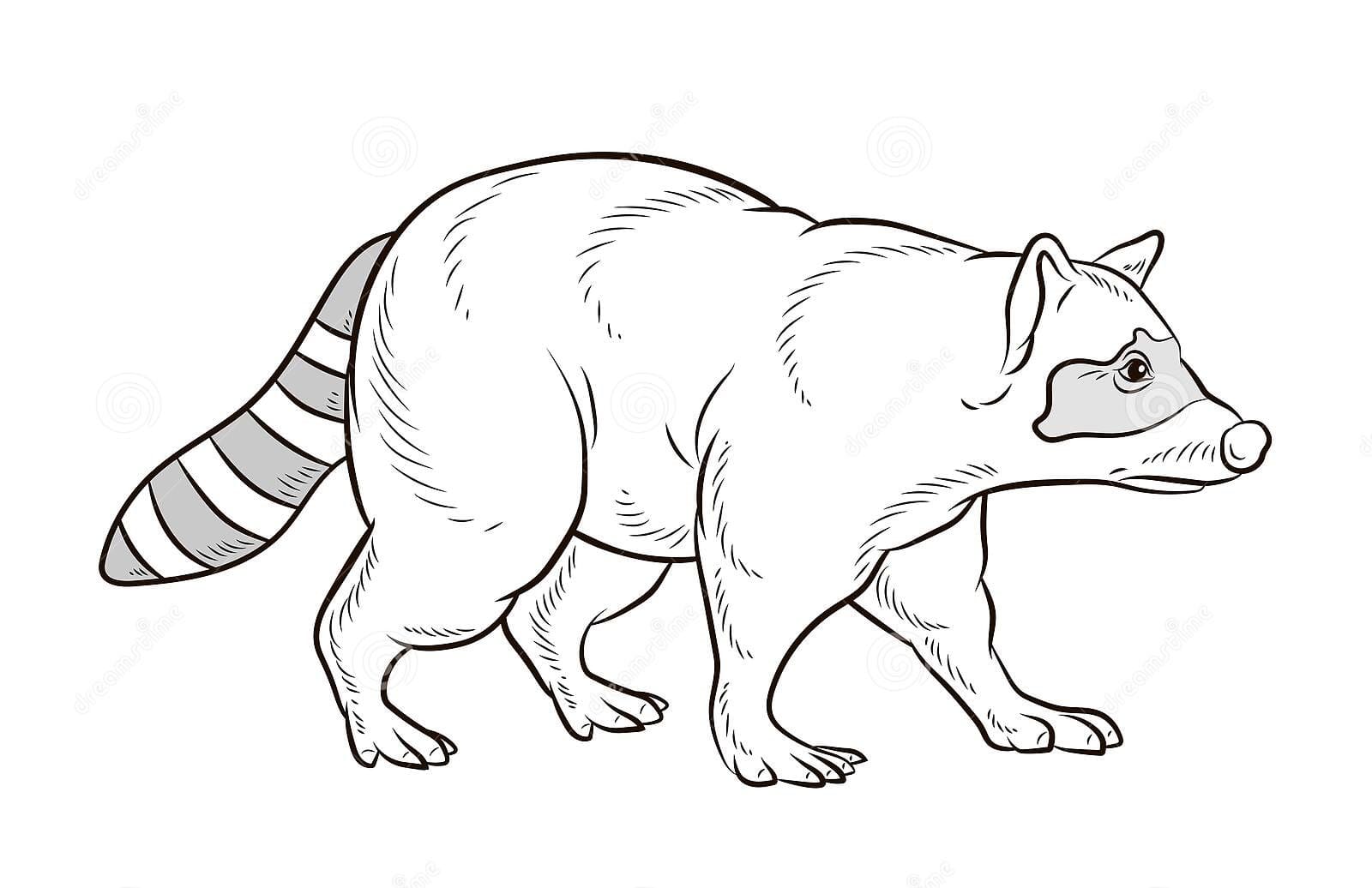 Common Raccoon Image Coloring Page