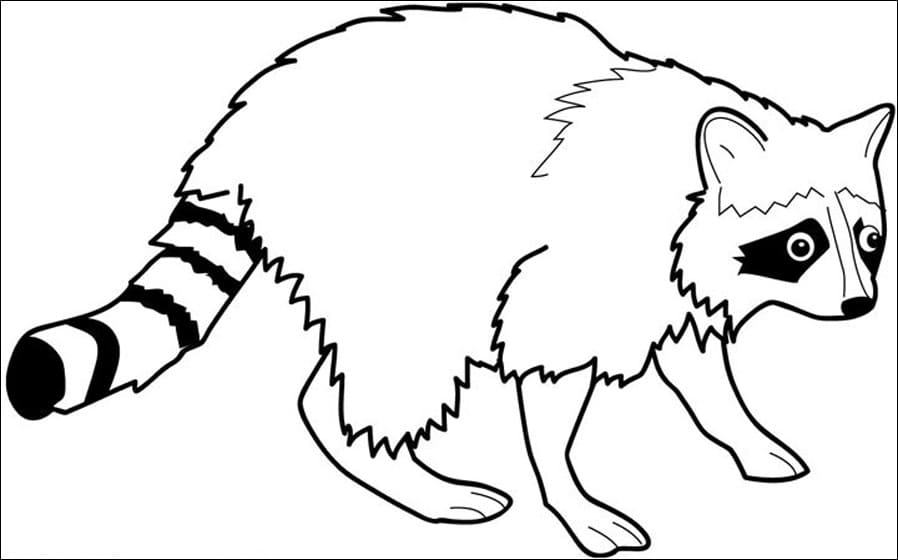Common Raccoon Pretty For Kids Coloring Page