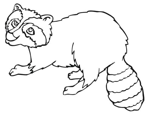 Common Raccoon Coloring Page