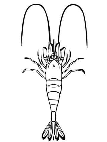 Common Shrimp Painting Coloring Page