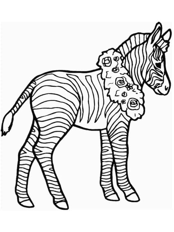 Cool Zebra Free Printable Coloring Page