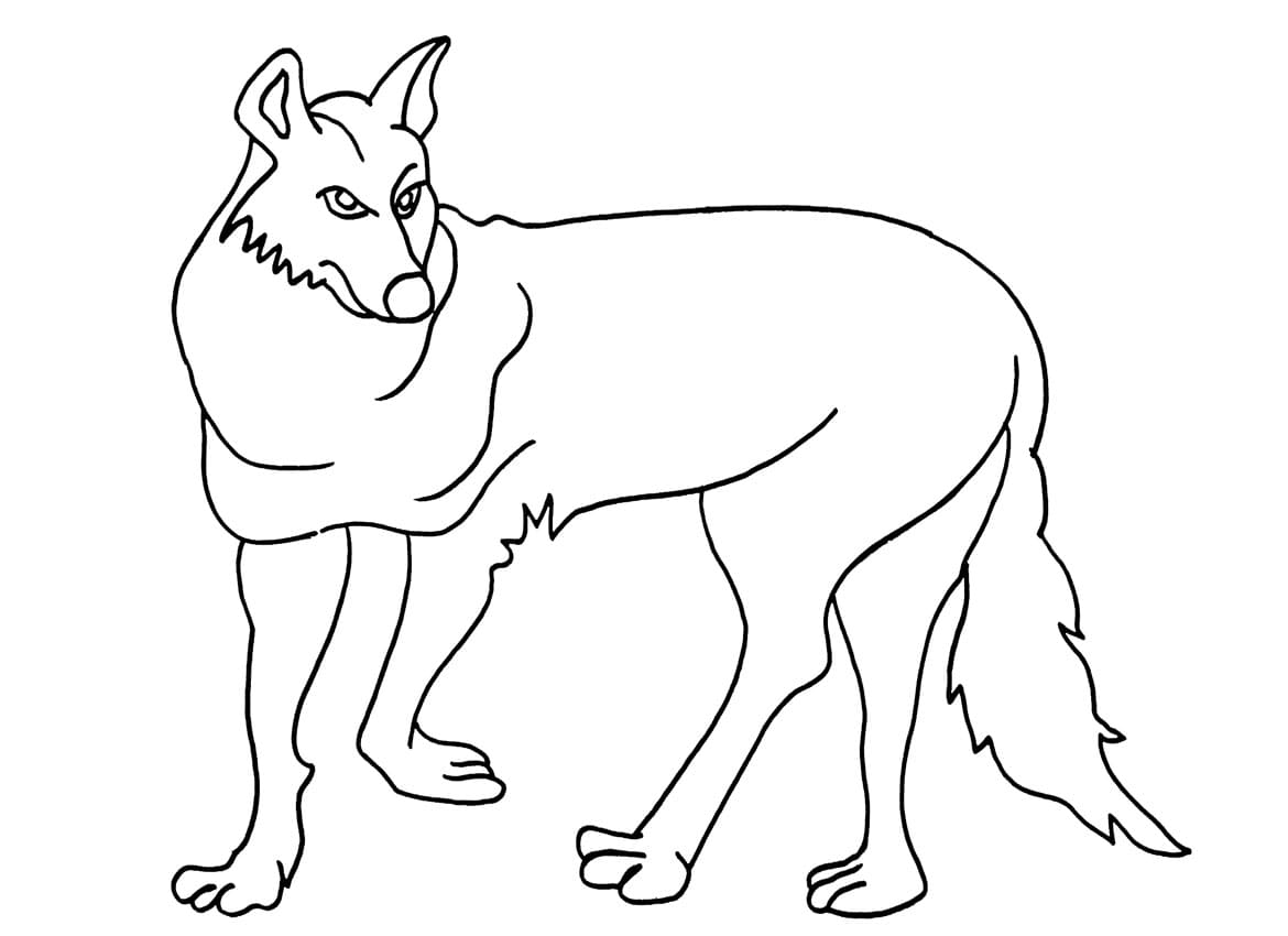 Coyote Coloring Image