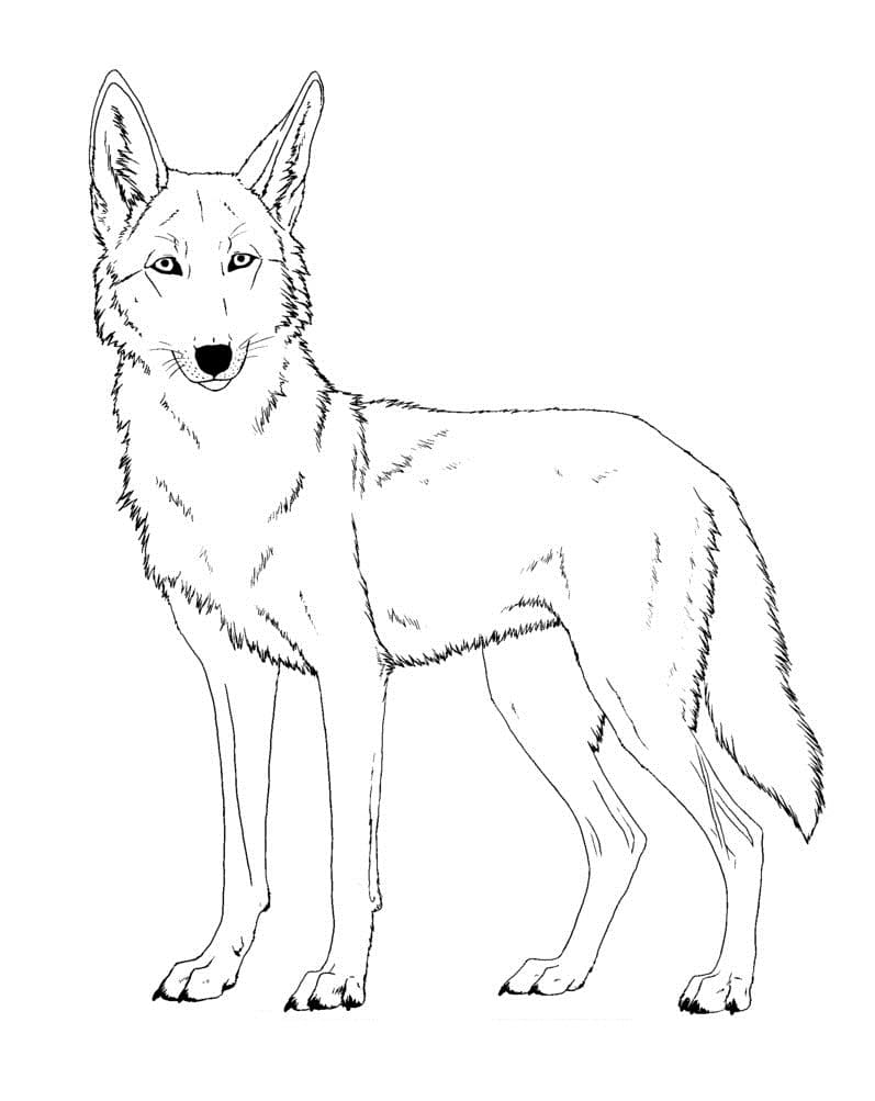 Coyote Coloring Coloring Page