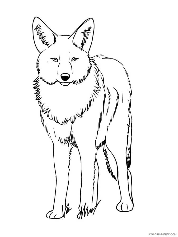 Coyote Cool Image Free Coloring Page