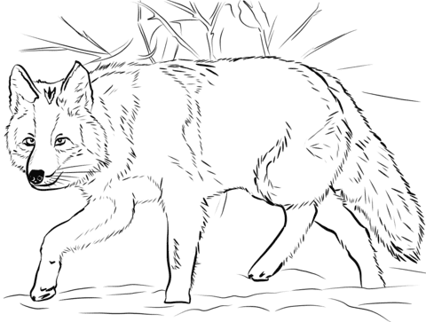 Coyote Crouching Coloring Page