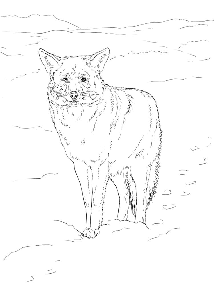 Coyote Cute Image Coloring Page