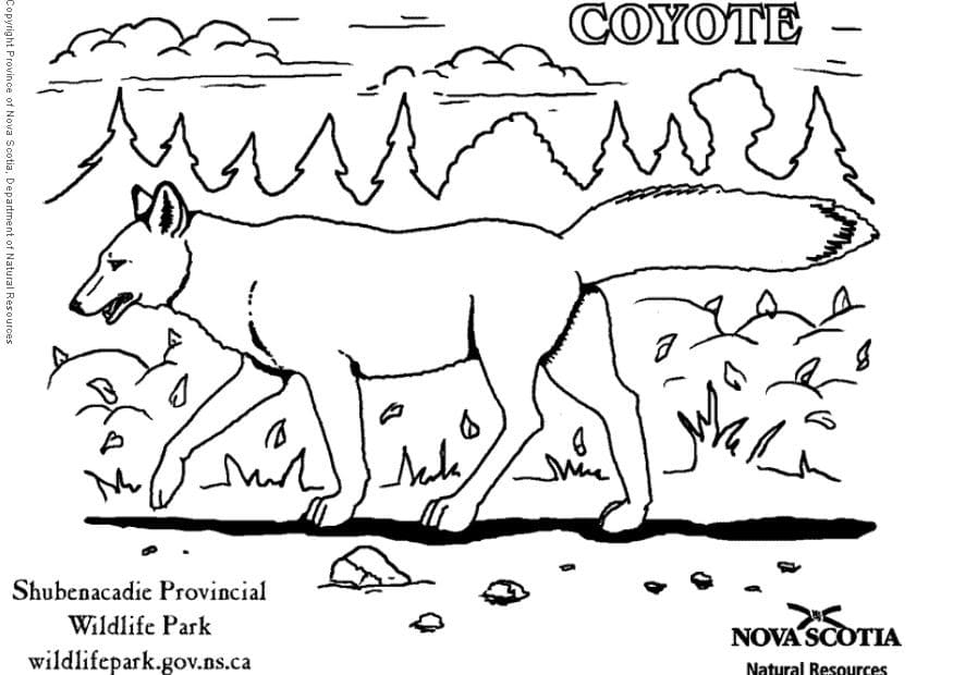 Coyote Dangerous Image Coloring Page