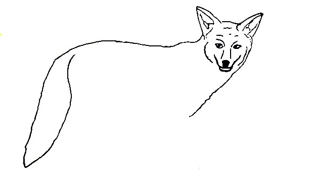 Coyote-Drawing-2