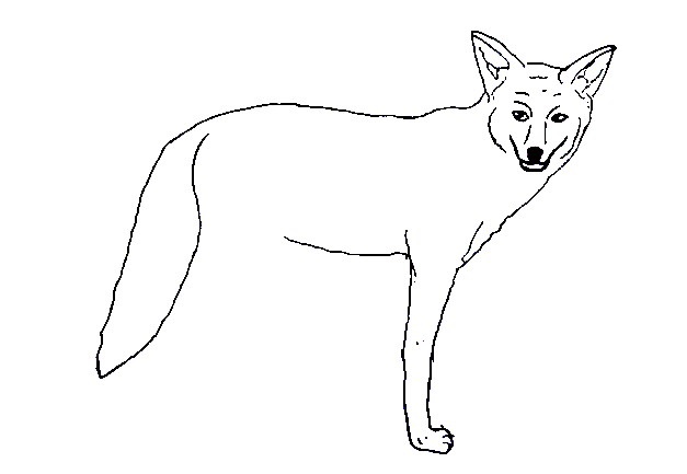 Coyote-Drawing-3