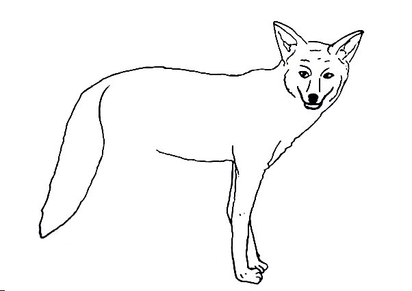 Coyote-Drawing-4