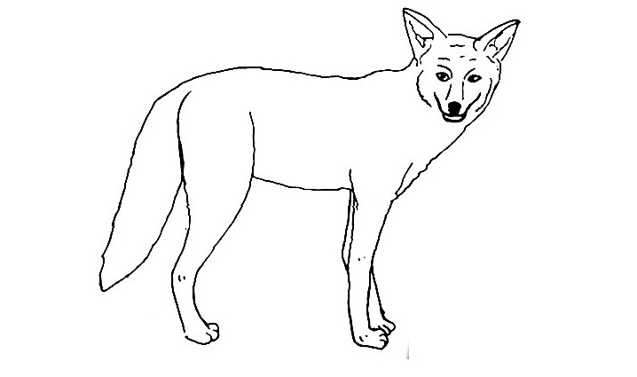 Coyote-Drawing-5