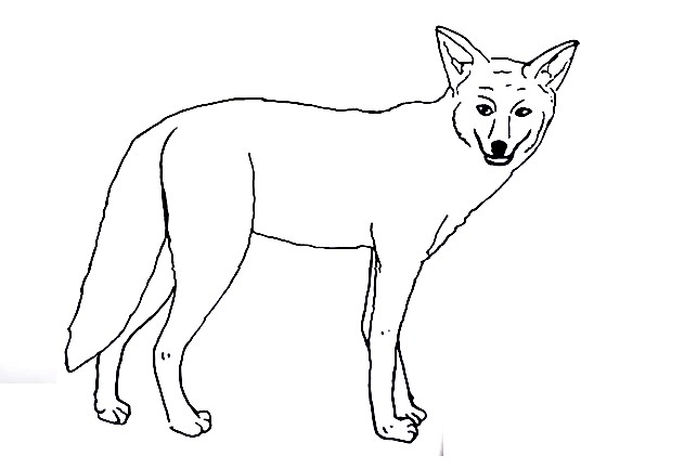 Coyote-Drawing-6