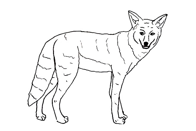 Coyote-Drawing-7