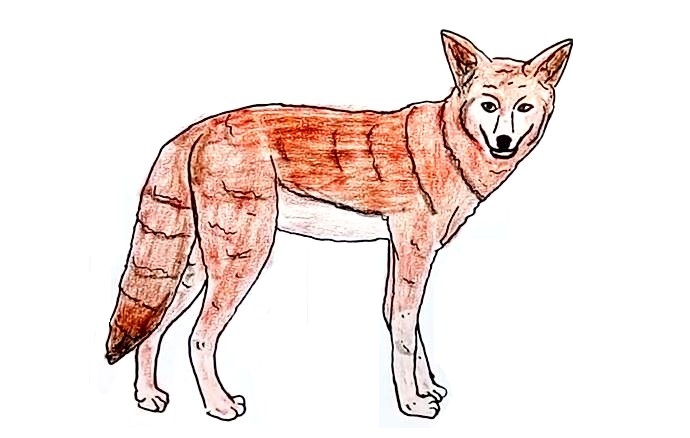 Coyote-Drawing-8
