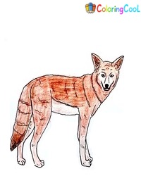 8 Simple Steps To Create A Cute Coyote Drawing – How To Draw A Coyote Coloring Page