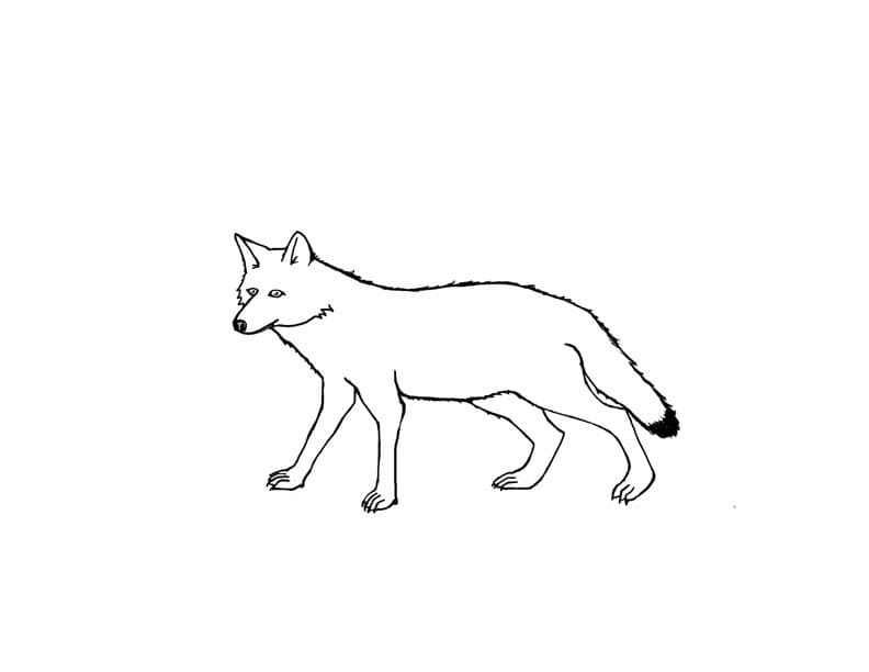 Coyote For Kids Coloring Page
