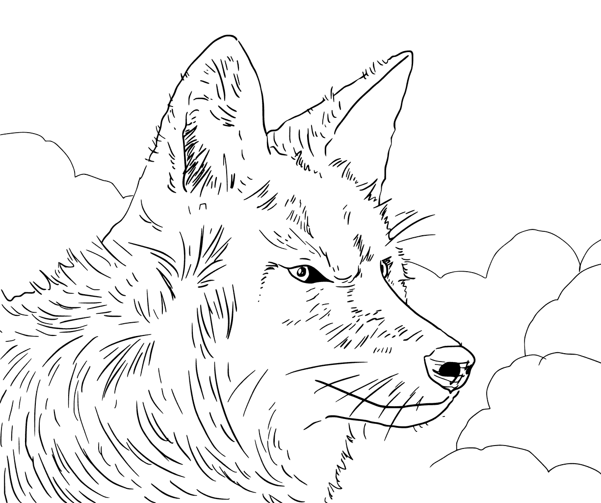 Coyote Head Coloring Coloring Page