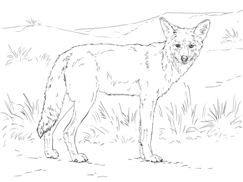 Coyote Image For Kids Coloring Page