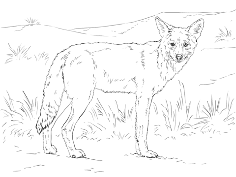 Coyote Image Coloring Page