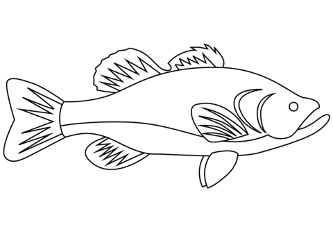Cute Bass Fish Image