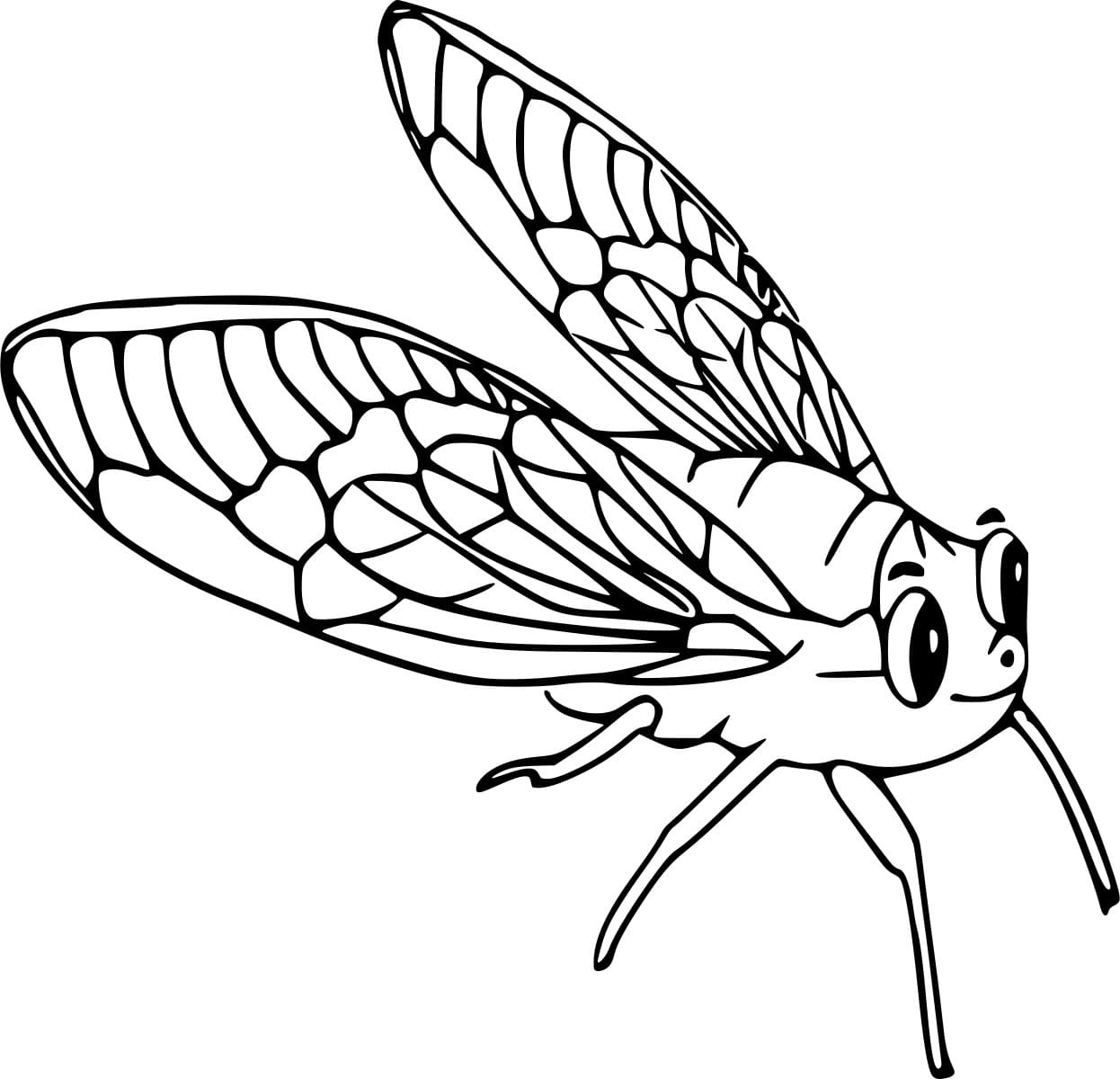 Cute Cicada Image