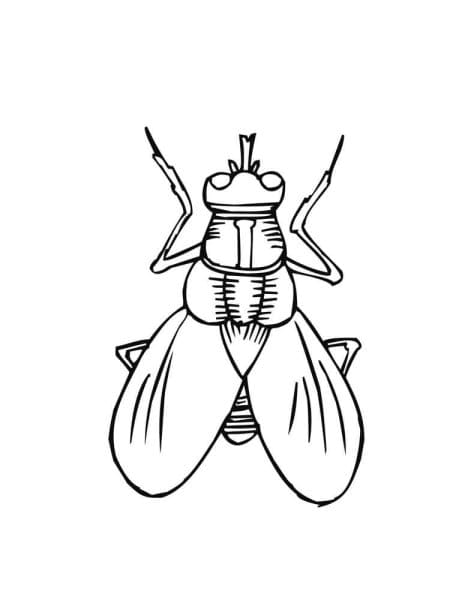 Cute Green Fly Image Coloring Page
