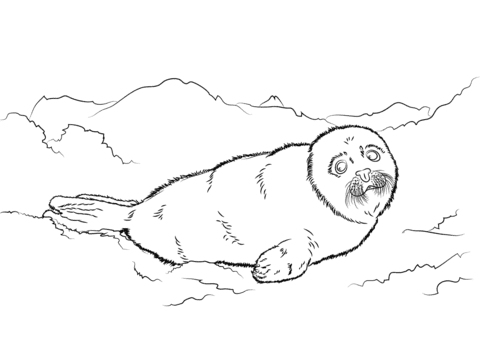 Cute Harp Seal Baby Coloring Page