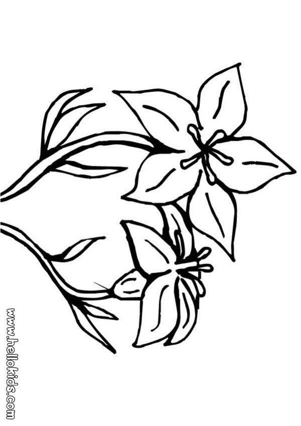 Cute Lily Image Free Coloring Page