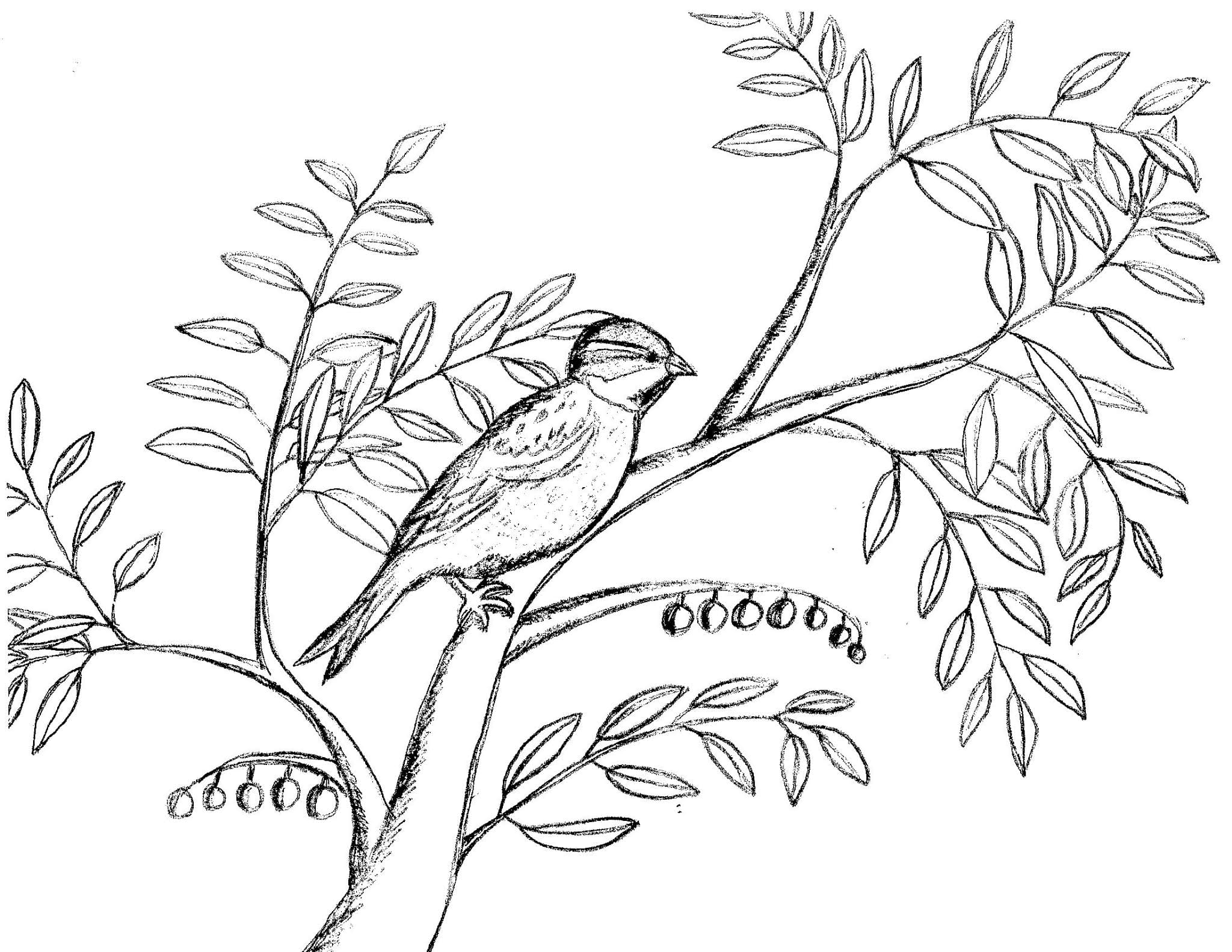 Cute Mockingbird For Kids Coloring Page