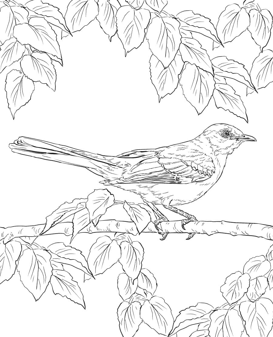 Cute Mockingbird Coloring Page