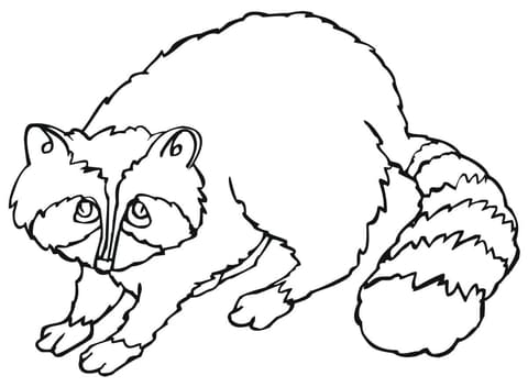 Cute Raccoon Picture Coloring Page