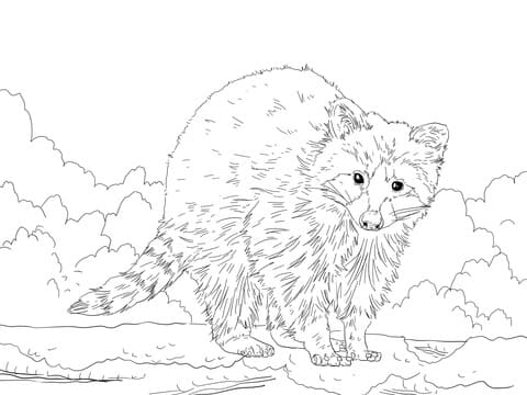 Cute Raccoon Coloring Page