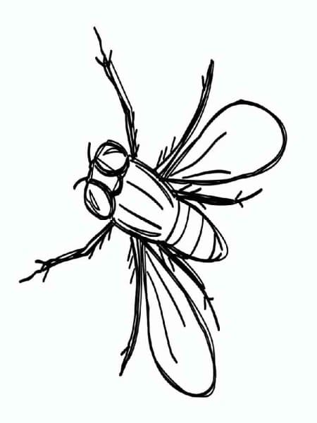 Cute Simple Green Fly Coloring Page