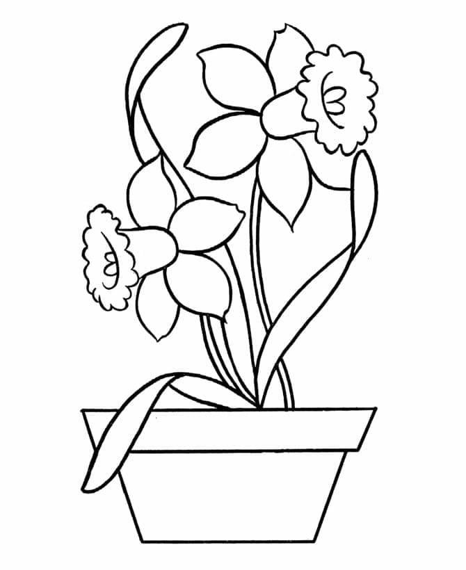 Daffodils In Flower Pot Cute Coloring Page
