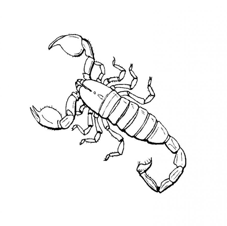 Dangerous Scorpion
