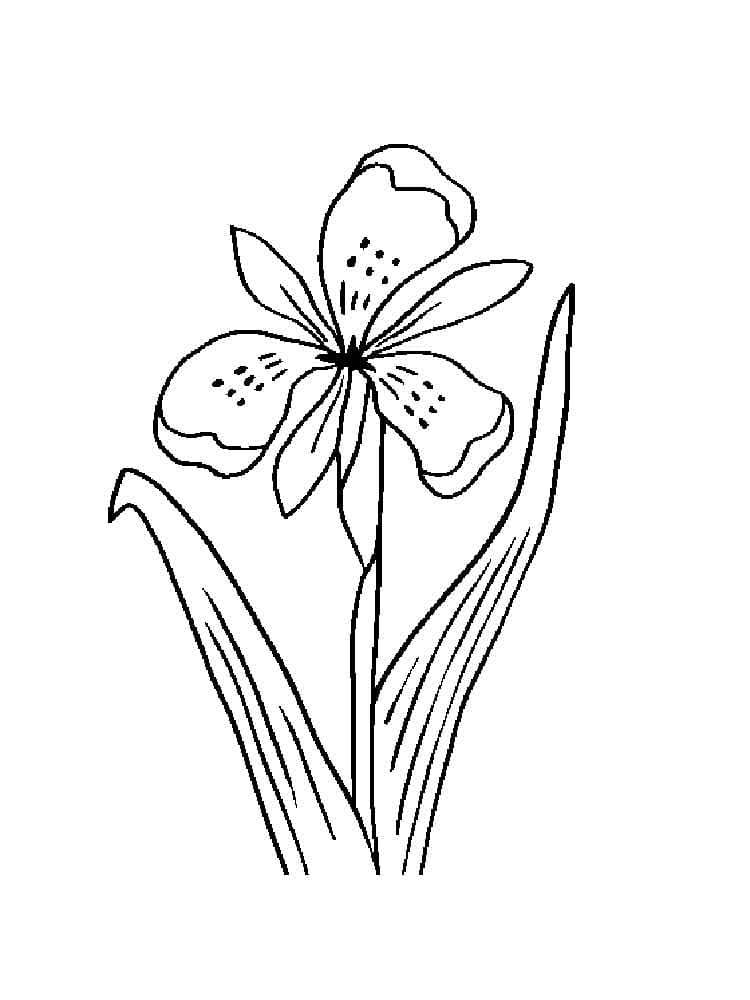 Download And Print Iris Flower Image