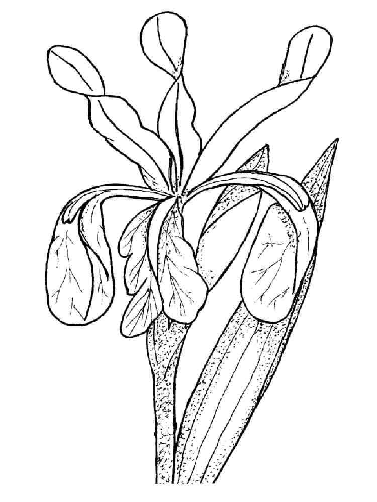 Download And Print Iris Flower Picture Coloring Page