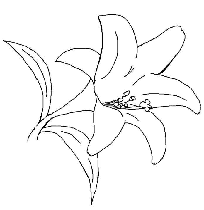 Download Lily Pad Flower Free Printable Coloring Page
