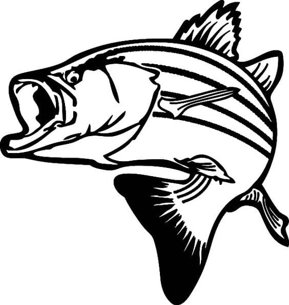 Drawing Stripped Bass Fish Image Coloring Page